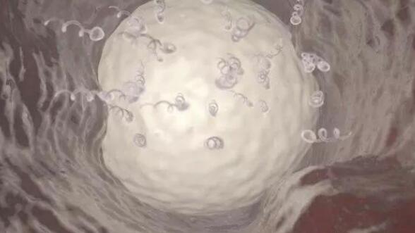 中山41岁供卵试管-在试管婴儿中通常会移植多少个胚胎？医生：不超过3个，建议移植一个囊胚。