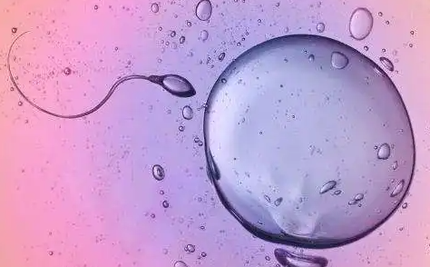 试管婴儿检查费用多少钱：为什么囊胚培养能提高试管婴儿的成功率？囊胚培养的费用是多少？
