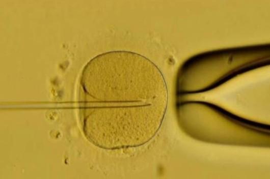 徐州单身助孕公司：人工授精和试管婴儿的区别是什么？