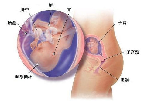 周口59岁助孕龙凤胎-怀孕18周胎儿的生长和发育。