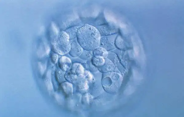 漳州60岁供卵助孕：试管婴儿囊胚养育的成功率取决于患者的体型。